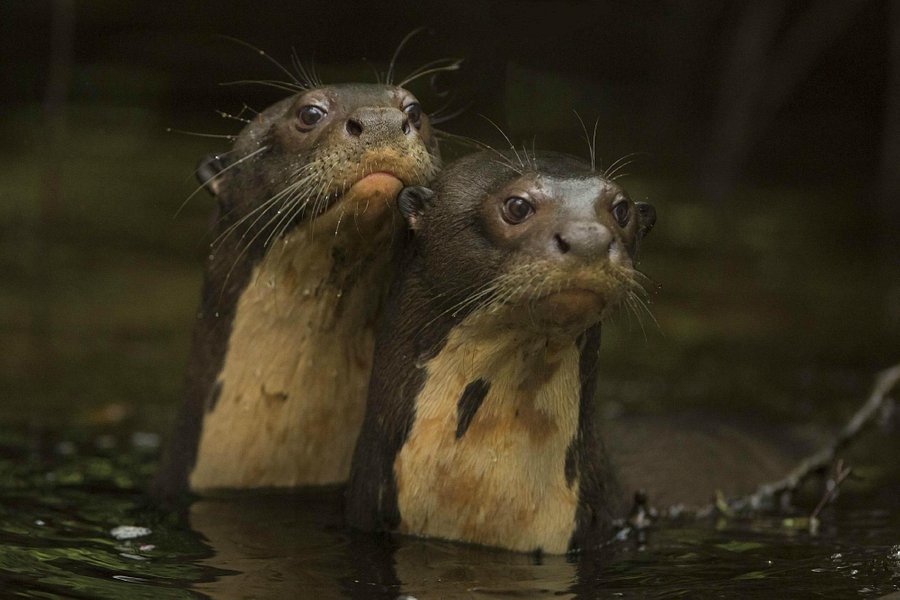 otters